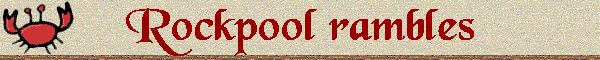 Rockpool rambles