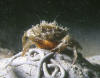Carcinus maenus