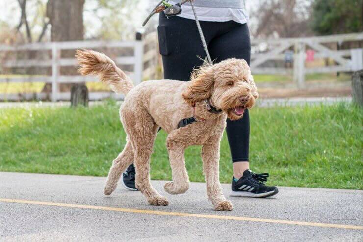 Cane al passeggio