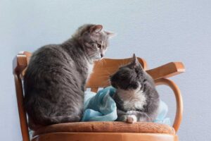 Gatti poggiati su una sedia