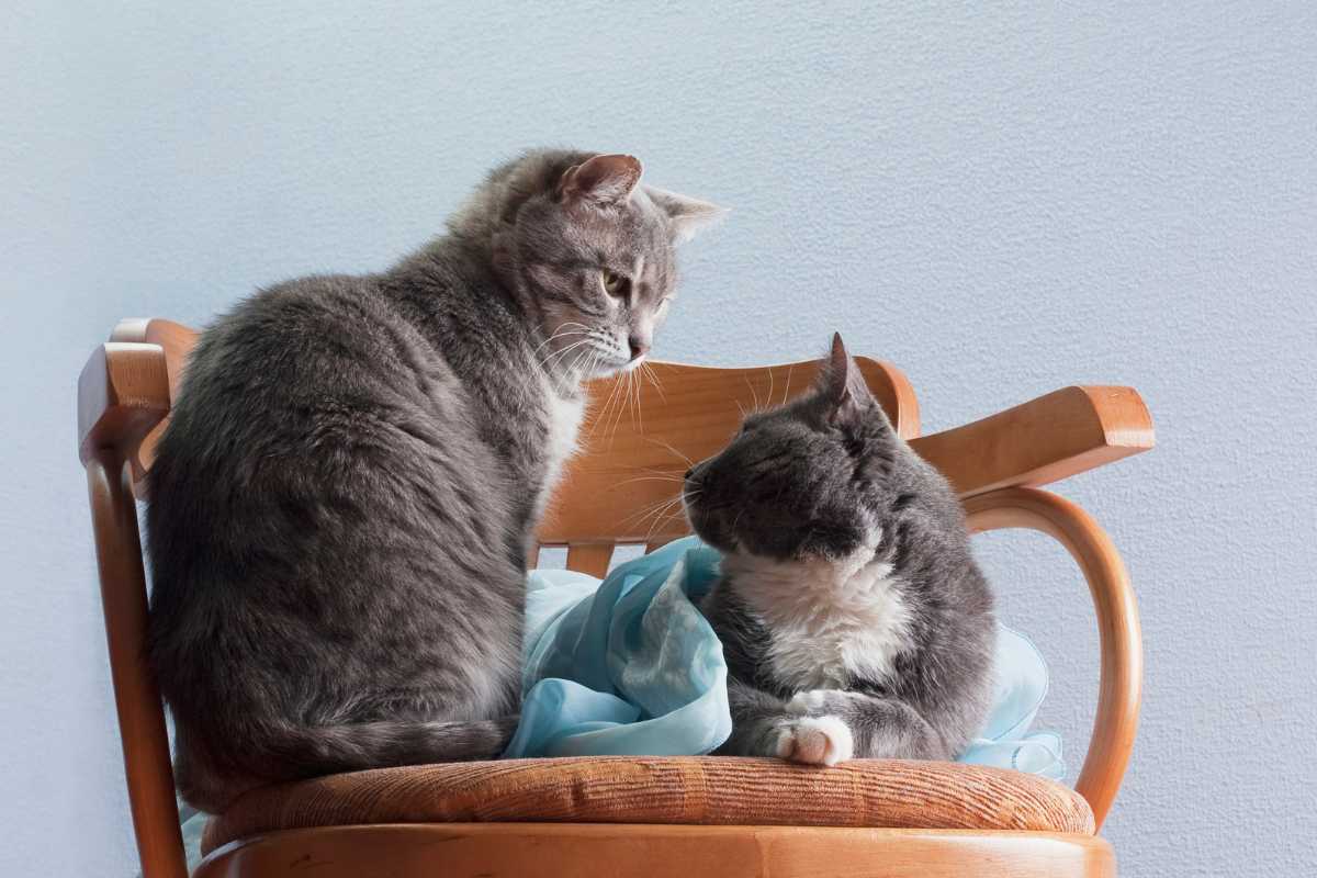 Gatti poggiati su una sedia