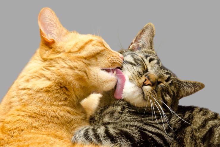Gatti che si leccano