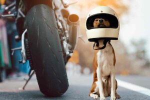 Cane con il casco