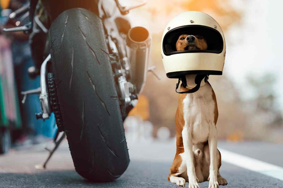 Cane con il casco