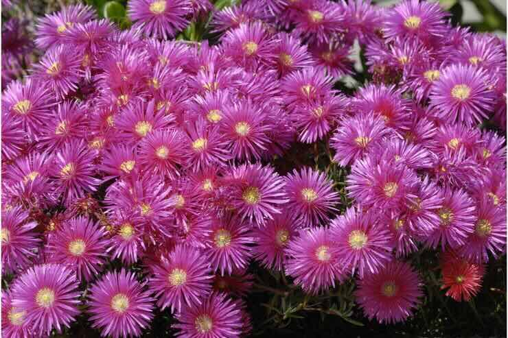 Fiori viola
