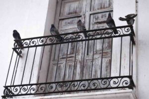 piccioni sul balcone