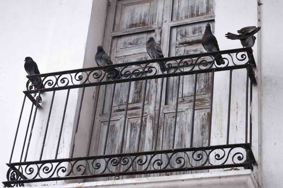 piccioni sul balcone