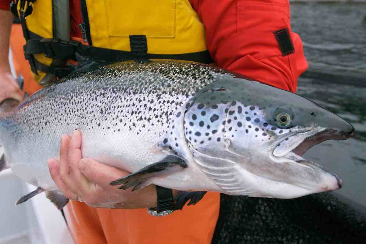 Salmone allevamento